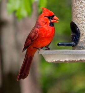 young male cardinal